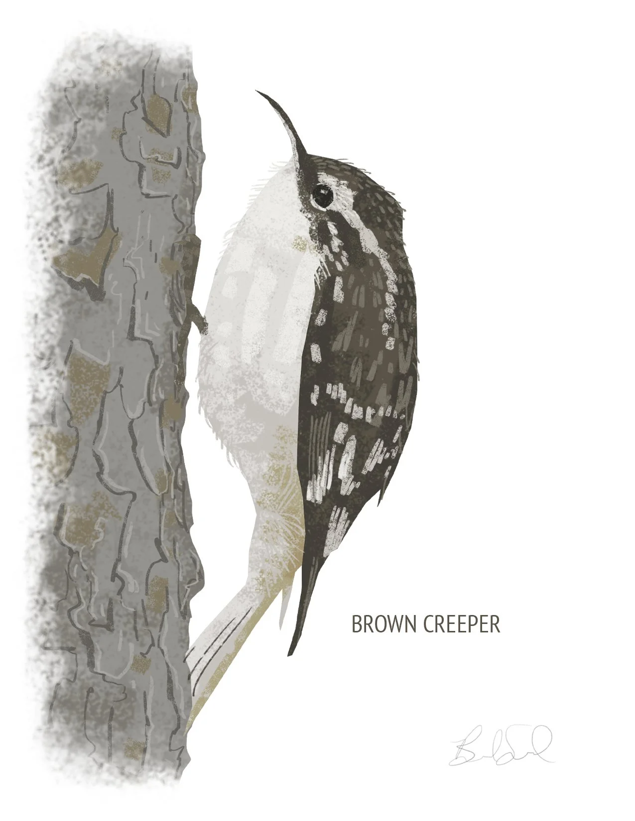 Blank Note Card Set, Backyard Birds Collection 5 — Brad Sneed